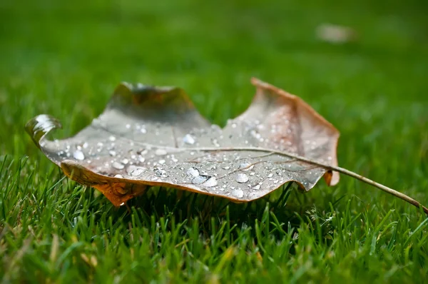 Höstlig lönnlöv med regn droppar på gräs — Stockfoto