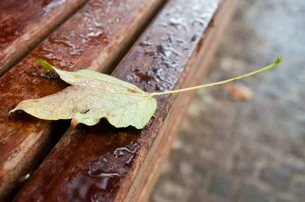 Hoja de arce otoñal con gotas de lluvia en el banco —  Fotos de Stock