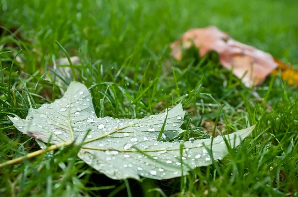Höstlig lönnlöv med regn droppar på gräset — Stockfoto