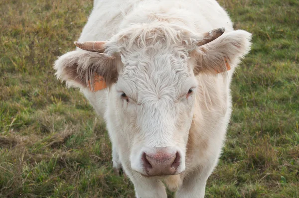 Vaca blanca en un campo —  Fotos de Stock