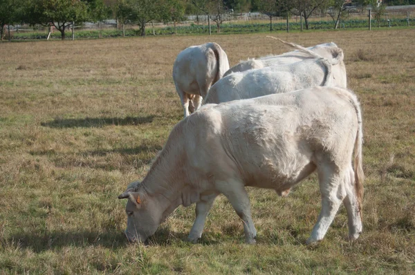 Groupe de vache blanche — Photo