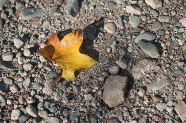 akçaağaç yaprağı anlaşılan yerde