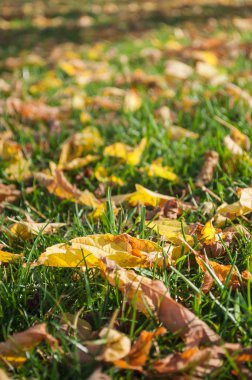  sonbahar yaprak ciğeri