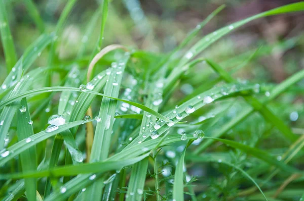 Regentropfen auf Gras am Morgen — Stockfoto