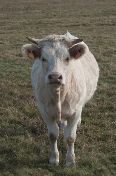 Vaca blanca en un campo —  Fotos de Stock