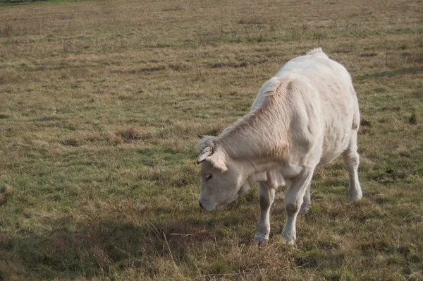 Portrait of white cow — Stock Photo, Image