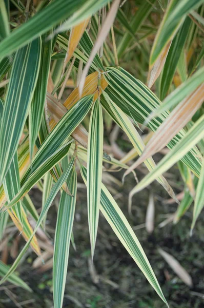 Folhas variegadas de bambu em uma garde — Fotografia de Stock