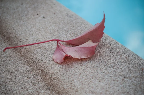 Podzimní červené listy břečťanu poblíž bazénu ga — Stock fotografie