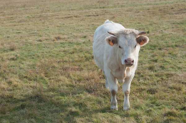 Vaca blanca en un fiel —  Fotos de Stock