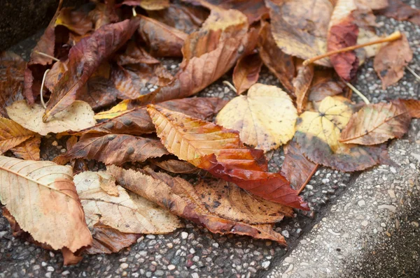 Höstlig bladen i trappan i gatan — Stockfoto