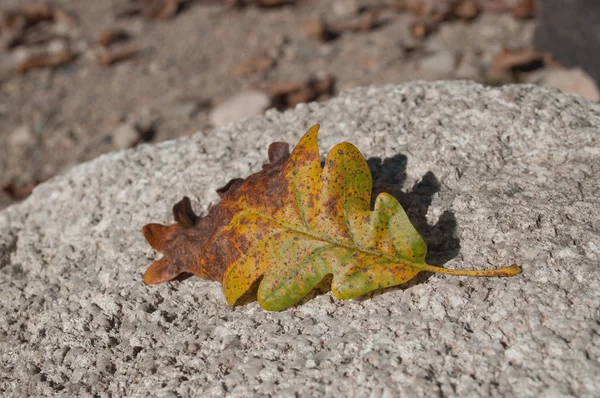 Hoja de roble otoñal sobre la roca —  Fotos de Stock