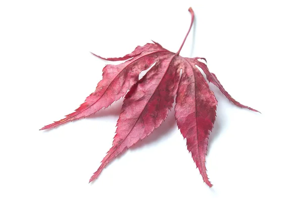Vermelho japonês bordo árvore folha no fundo branco — Fotografia de Stock