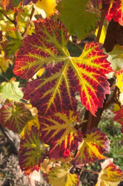perakende asma bir bağ içinde sonbahar yaprağı 