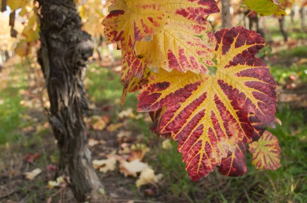 Detailhandel voor herfst bladeren van wijnstokken in een wijngaard — Stockfoto