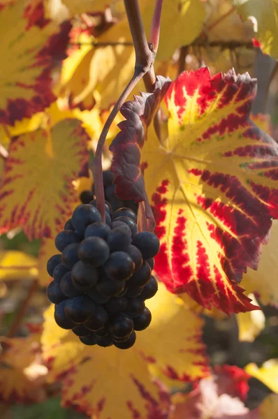 Retail of autumnal leaves and bunch of grapes of vine in a viney — Stock Photo, Image