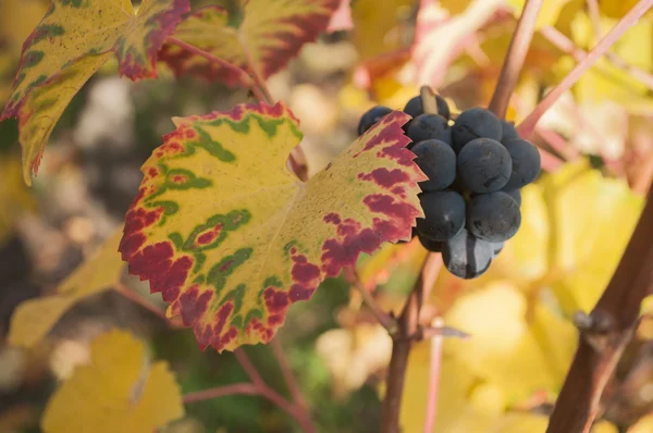 Vente au détail de feuilles automnales et de grappes de raisins de vigne dans un vignoble — Photo