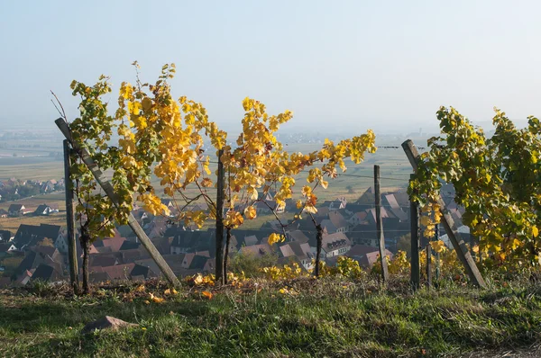 Videira em uma vinha em Guebviller — Fotografia de Stock