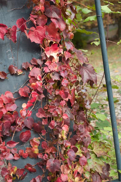 Rode herfst bladeren van gebouw entr — Stockfoto