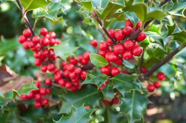 Holly gren i en trädgård för jul dekoratio — Stockfoto