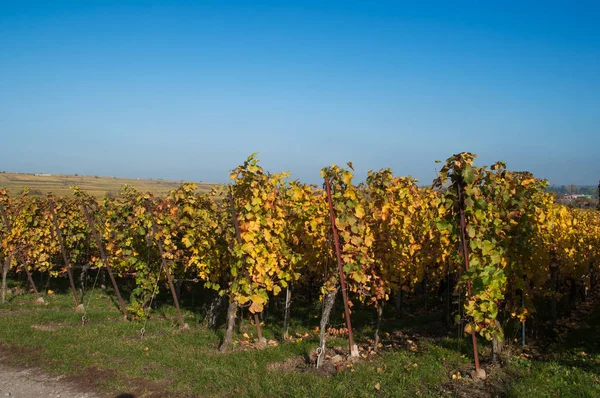 Videira alsaciana numa vinha em Guebville — Fotografia de Stock