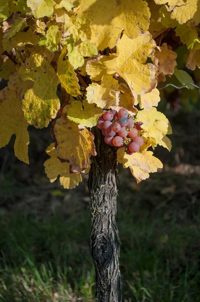 Höstlig blad och massa druvor av vinstockar i en viney — Stockfoto