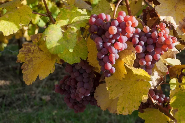 Höstlig blad och massa druvor av vinstockar i en viney — Stockfoto