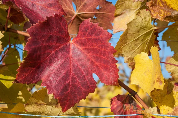 Herfst bladeren van wijnstokken in een vineyar — Stockfoto