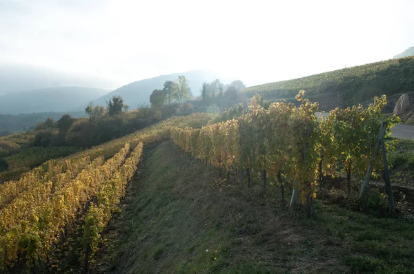 Elzasser wijnstok in een wijngaard op Guebviller — Stockfoto