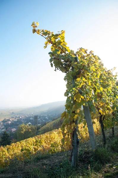 Videira alsaciana numa vinha em Guebviller — Fotografia de Stock