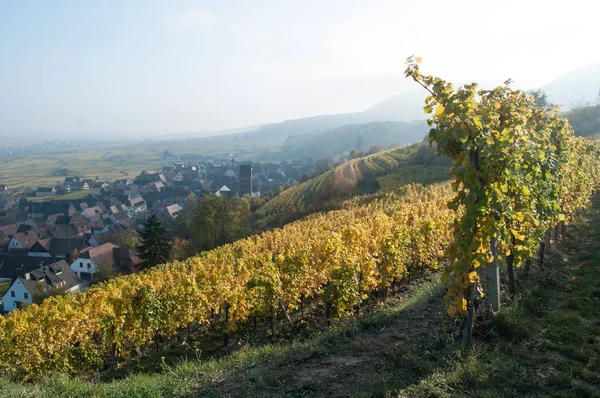 Videira em uma vinha em Guebviller — Fotografia de Stock