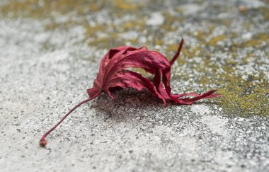  sarhoş adam kırmızı Japon akçaağaç ağaç yaprağı