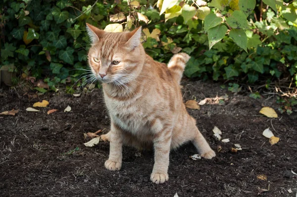빨간 고양이 정원 토양에서 똥을 만드는 — 스톡 사진