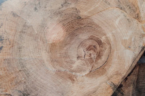retail of rings circular in section of a tree trunk