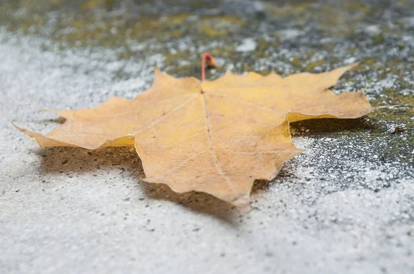 Herbstliches Ahornblatt und bekiffter Hintergrund — Stockfoto