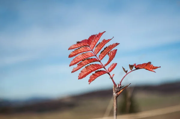 Herfst rode bladeren op spoortraject — Stockfoto