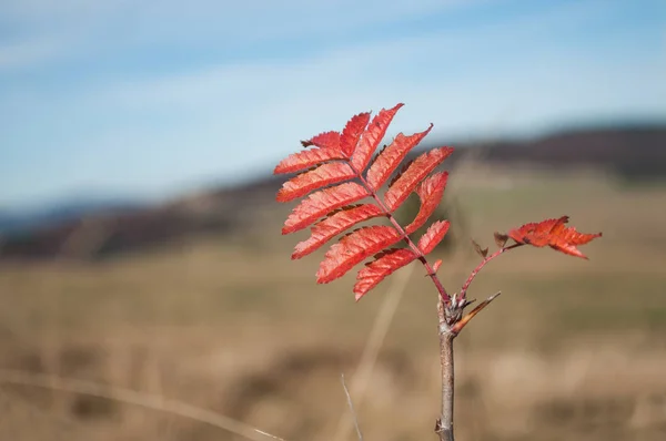 Herfst rode bladeren op berg — Stockfoto