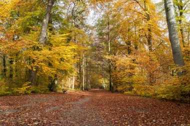 yol ormanında sonbahar 