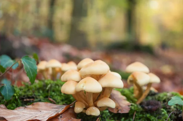 Gruppo oh funghi nel bosco — Foto Stock