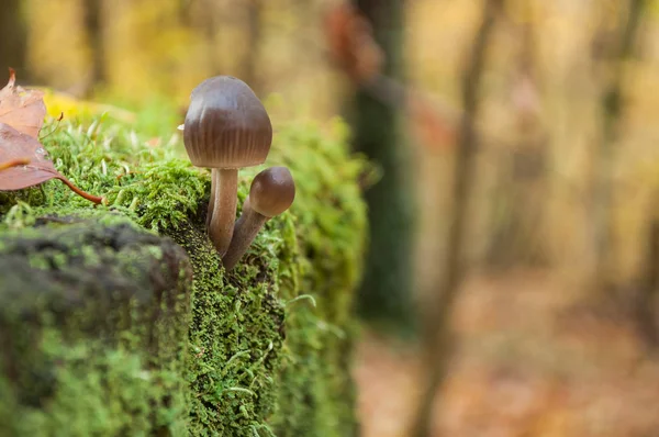 Gruppo oh funghi nel bosco — Foto Stock