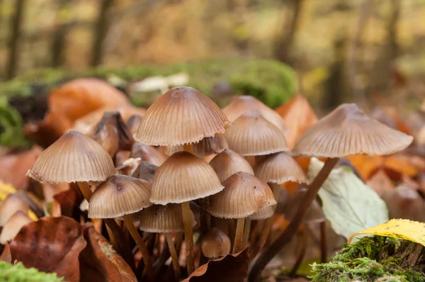 Mantar grup oh ormanda — Stok fotoğraf