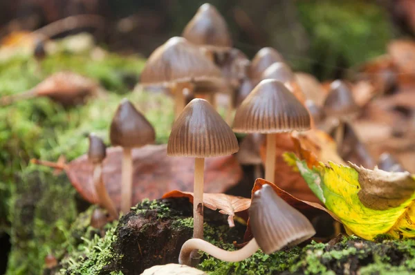 Gruppo oh funghi nel bosco — Foto Stock