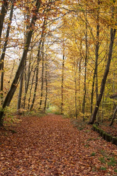 Camino en el bosque en otoño — Foto de Stock