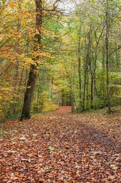 Camino en el bosque en otoño — Foto de Stock