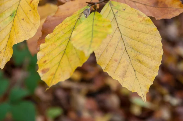 Zbliżenie oh liści w lesie jesienią — Zdjęcie stockowe