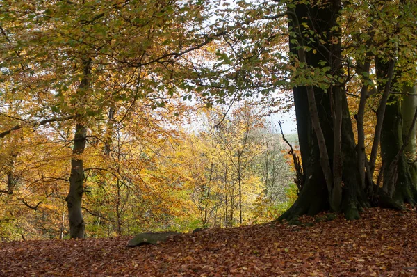 Estrada na floresta no outono — Fotografia de Stock