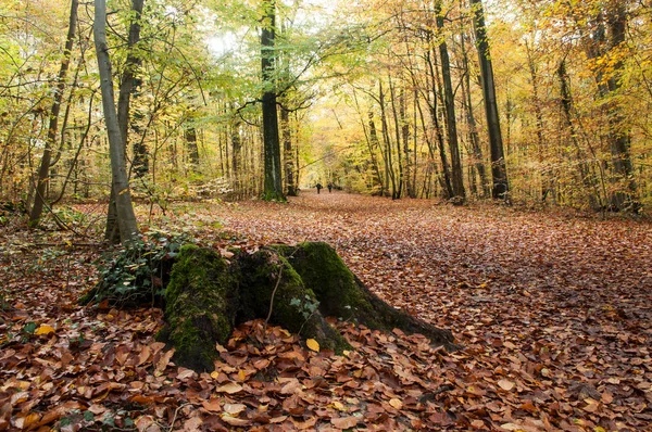 Cepa con musgo en el bosque en otoño — Foto de Stock