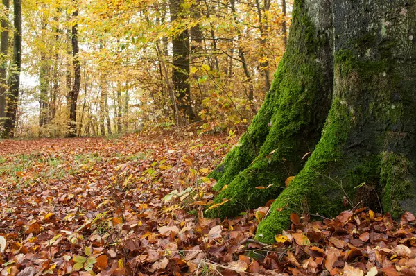 Cepa con musgo en el bosque en otoño — Foto de Stock