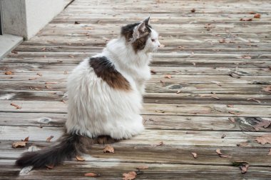 Uzun saç kedi tik katta bir bahçede