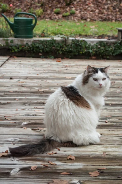 Chat aux cheveux longs dans un jardin sur sol en teck — Photo