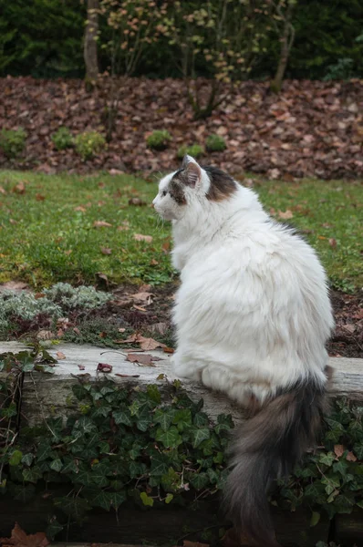 정원에서 긴 머리 고양이 — 스톡 사진